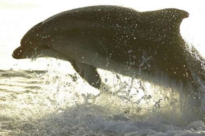 Croatia - Bottlenose Dolphin Conservation — photo 2