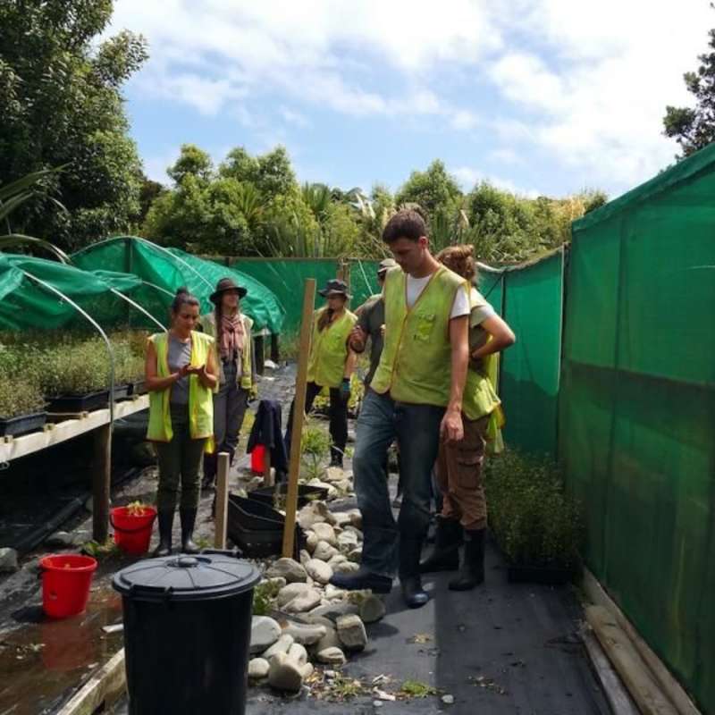 Volunteer in New Zealand