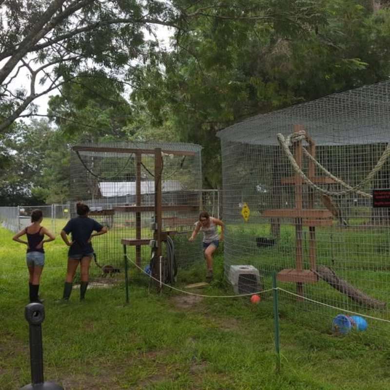 Volunteer in Animal Care