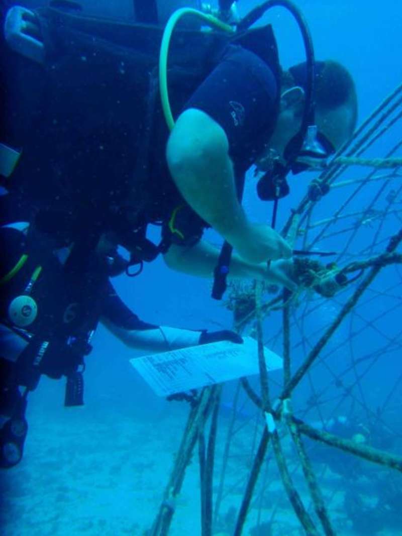 Island Marine Conservation with Diving Certification — photo 2