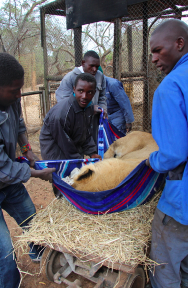 Rescue animal Bulawayo Wildlife Rescue Sanctuary in Zimbabwe