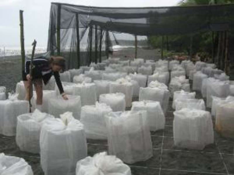 Costa Rica - Sea Turtle Conservation — photo 2