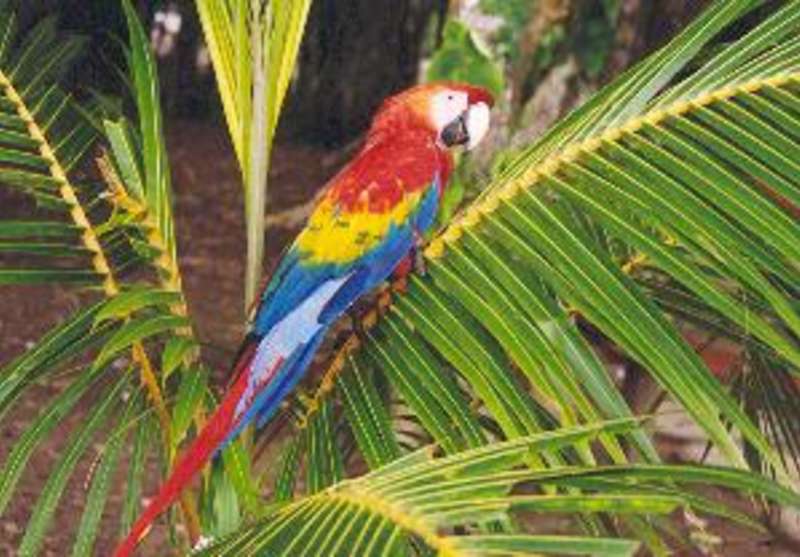 Jungle Conservation—Volunteer in Peru! — photo 2