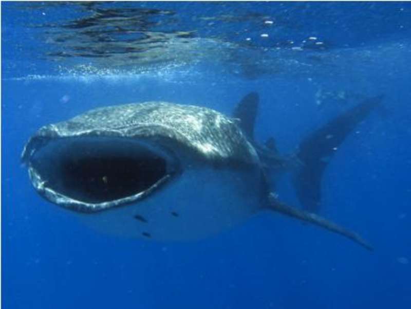 A whale opening its mouth