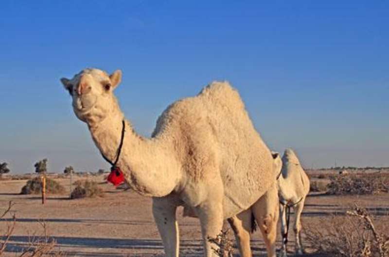 Get Paid to Teach English Abroad in Kuwait with a TEFL/TESOL Certification — photo 4