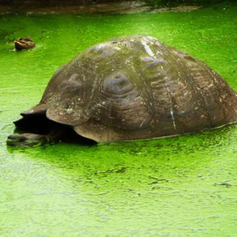 Giant Tortoise Breeding Center Volunteer in Galapagos — photo 1
