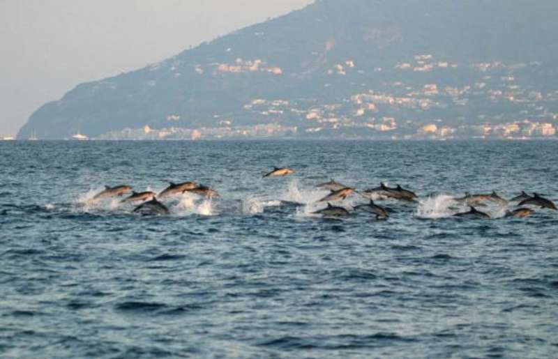 Italy - Liveaboard Dolphin Research Expedition — photo 2