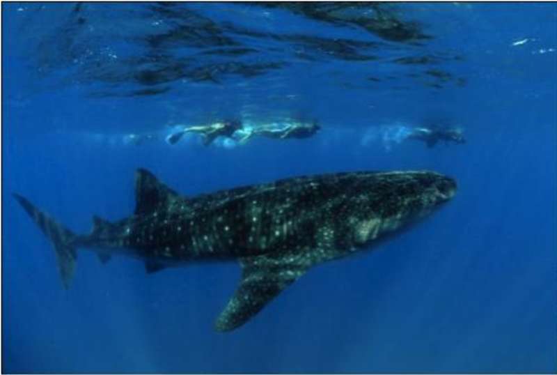 Whale swimming