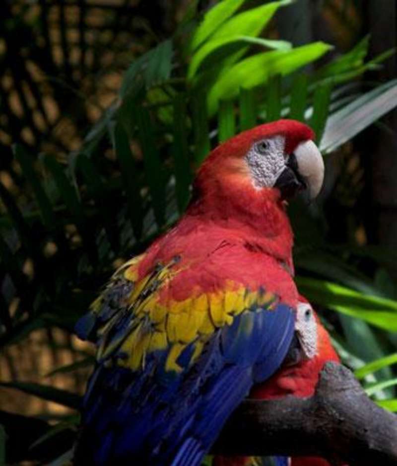 AIFS Abroad in San José, Costa Rica: Summer — photo 3