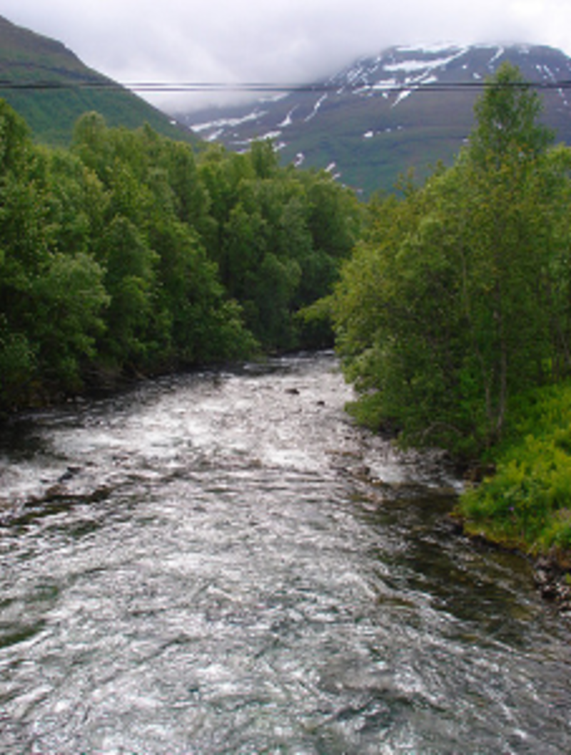 AFS Intercultural Programs: High School Abroad in Sweden — photo 6