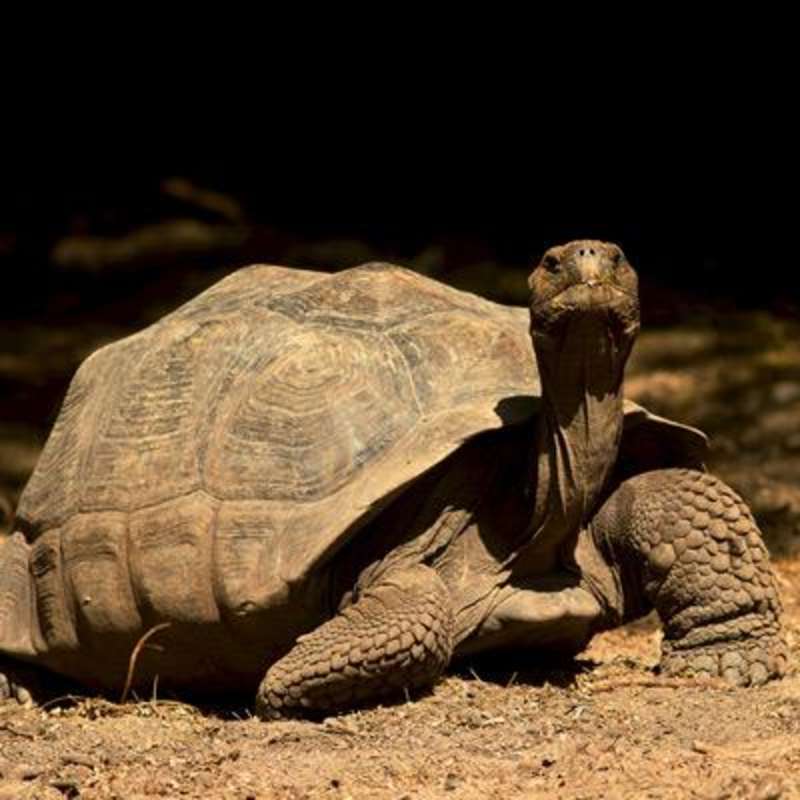 Giant Tortoise Breeding Center Volunteer in Galapagos — photo 4