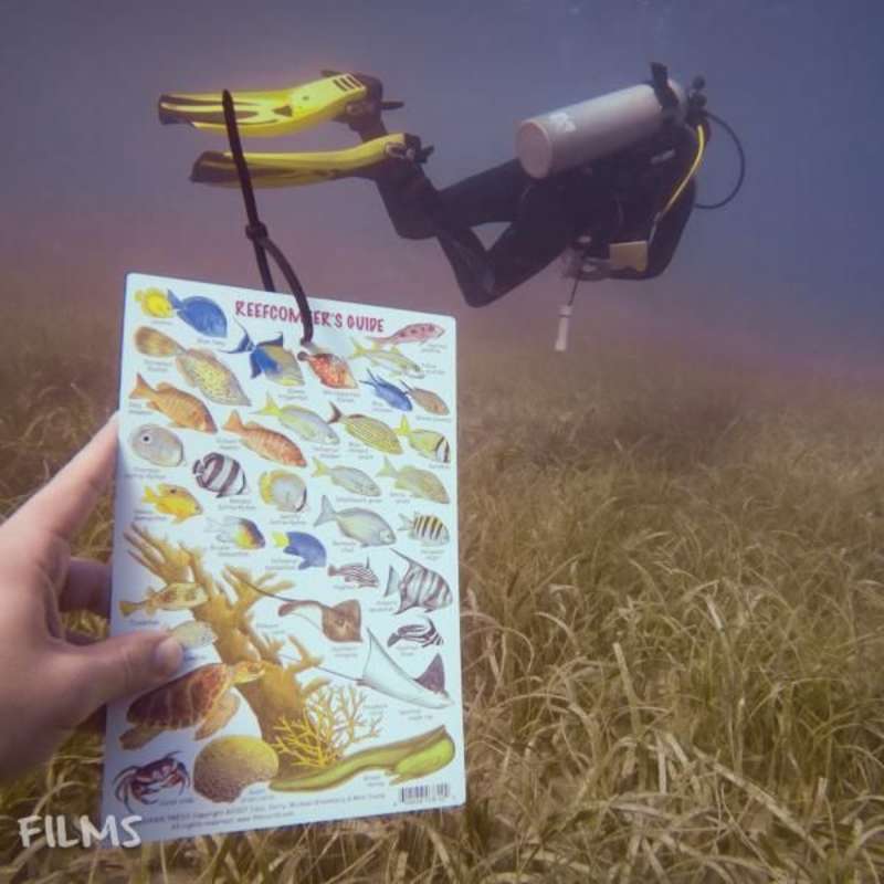 Volunteer in Marine Conservation