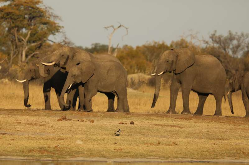 Group of Elephants