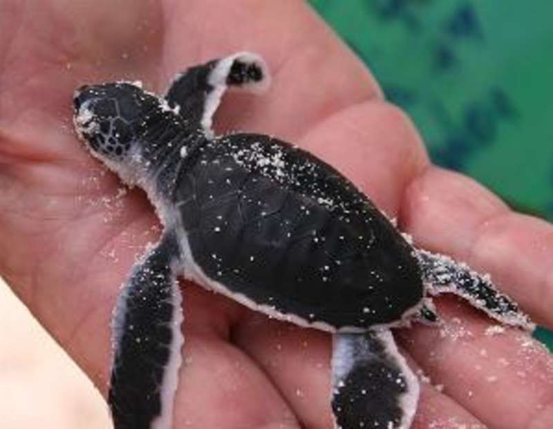 Costa Rica - Sea Turtle Conservation — photo 4