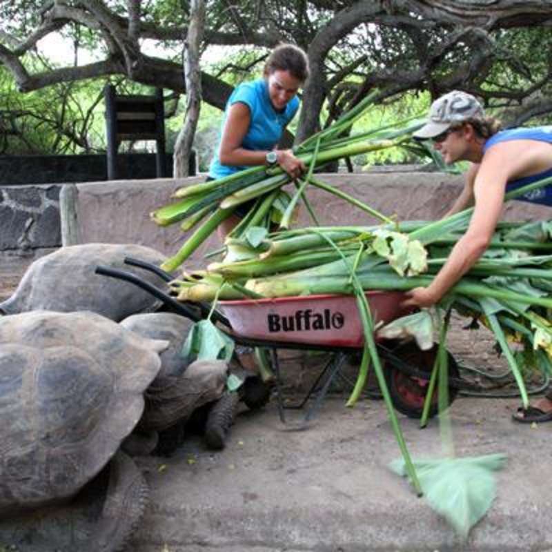 Giant Tortoise Breeding Center Volunteer in Galapagos — photo 5