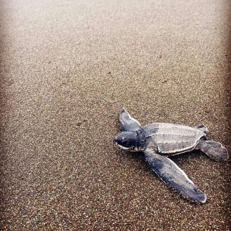 Turtle