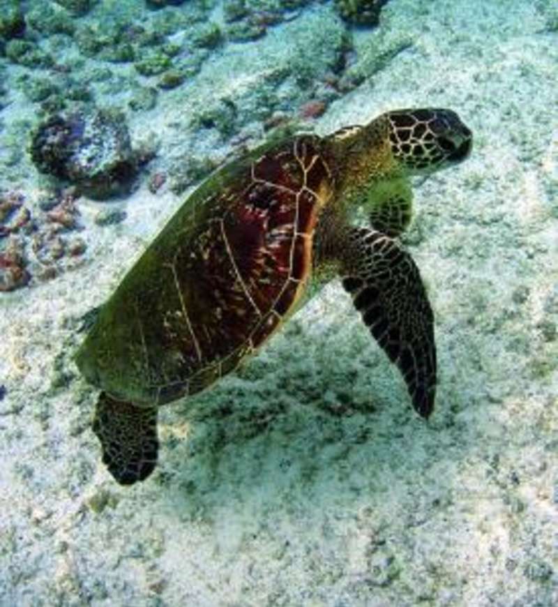 Costa Rica - Sea Turtle Conservation — photo 5