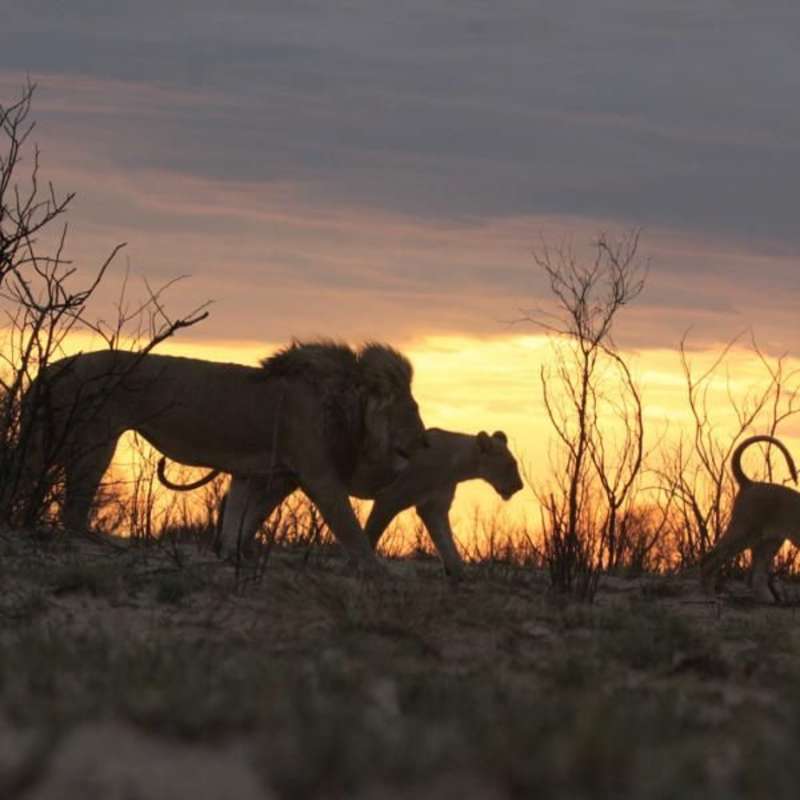 Volunteer in Wildlife Conservation