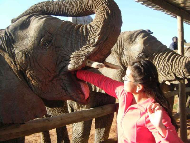 elephants fed by a woman