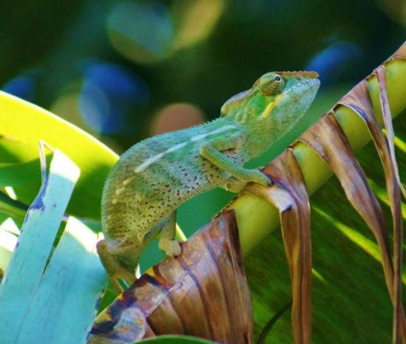 Madagascar - Wildlife Research and Conservation — photo 2