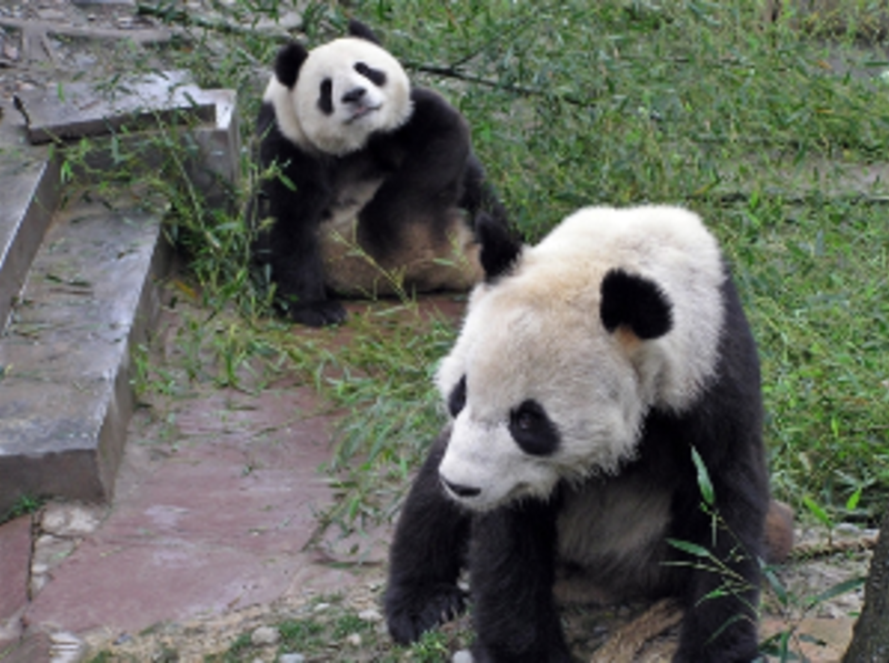 Giant Panda Center in Chengdu, China — photo 3