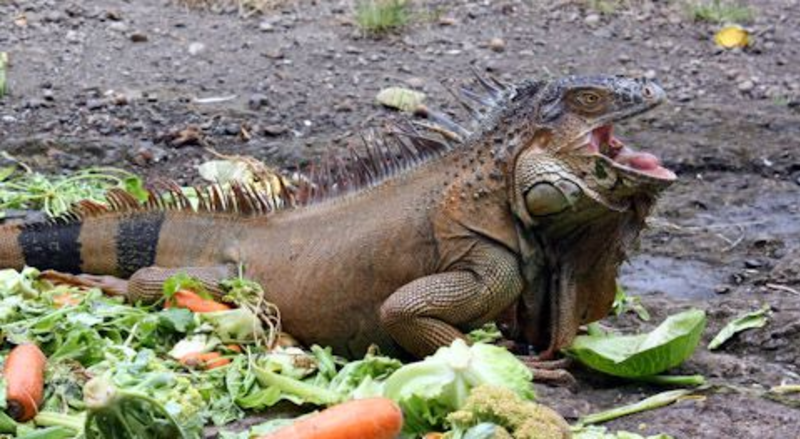 Travel For Teens: Costa Rica Adventure and Service — photo 6