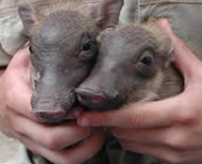Boars