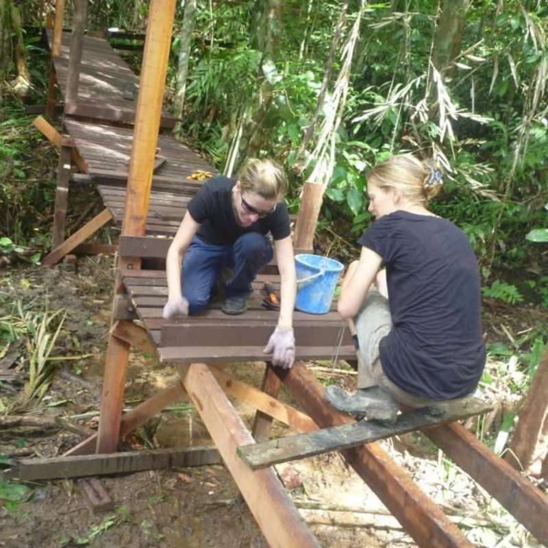 The Great Orangutan Project