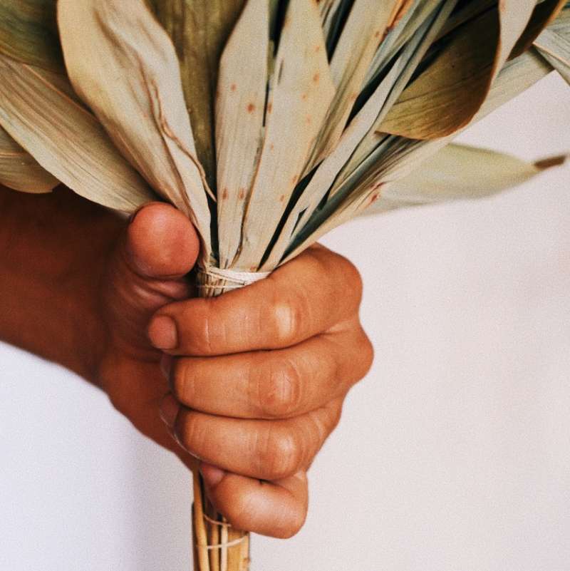A close up of a hand holding a bundle of dried leaves. 