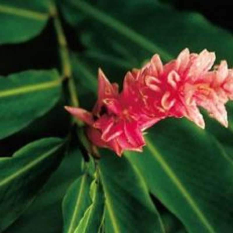 A close-up of a pink flower resting on a vibrant green leaf.