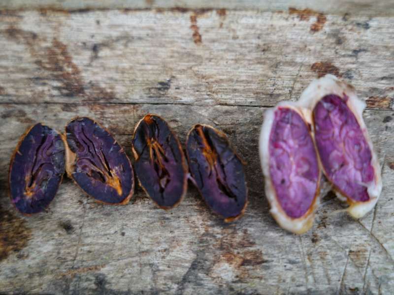 A close up photo of cacao beans, split in half.