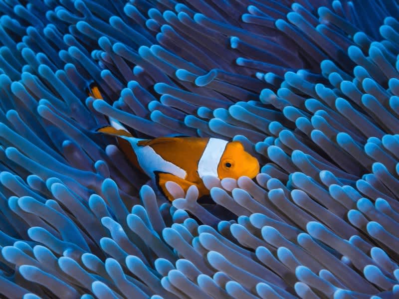 A clownfish nestled among the tentacles of a blue anemone on a South Africa Penda Photo Tour