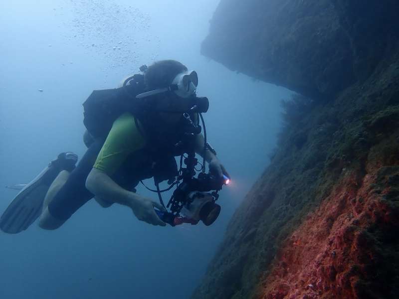 a diver surveys coral