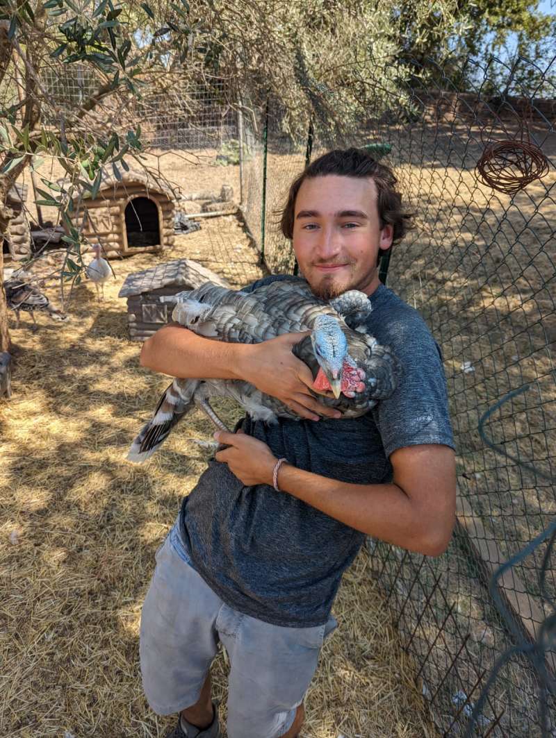 A Fellow learning to care for turkeys