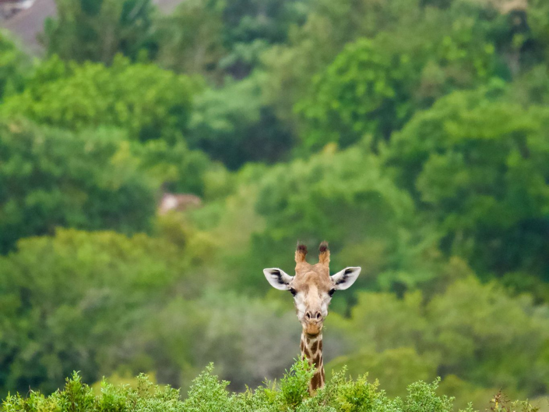 a giraffe peaks over a bush