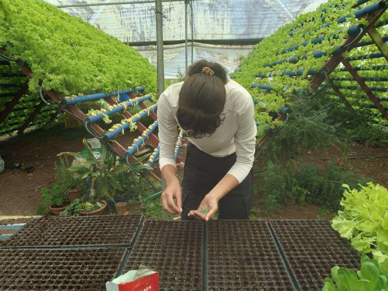 A girl plants seeds in a tray.