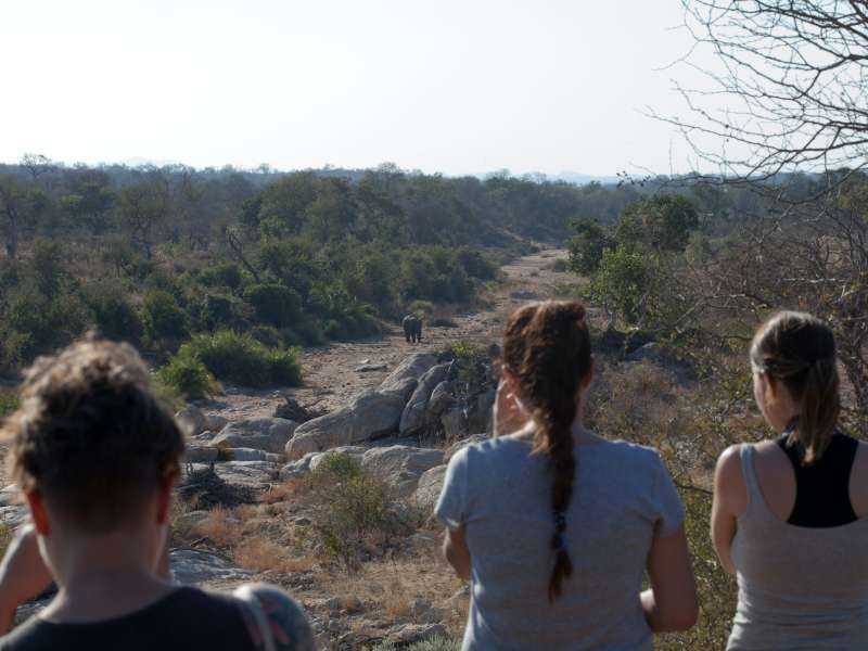 A group of ACE students survey elephant in the wild