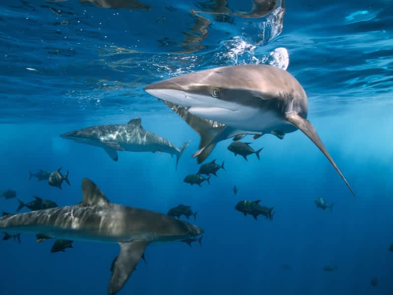 A group of sharks swimming near the surface on a South Africa Penda Photo Tour