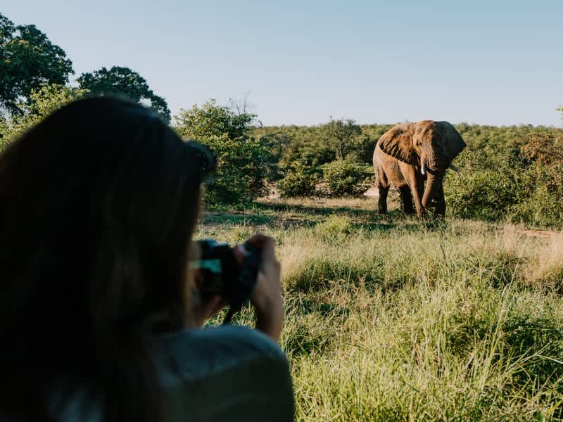 A guest photographing an elephant standing in tall grass in Kruger on Penda Photo Tour