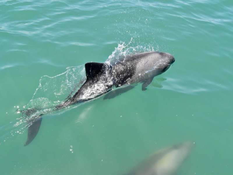 A Heaviside's dolphin breaks the surface of the turquoise waters off the Luderitz coast, with another dolphin visible beneath the surface.