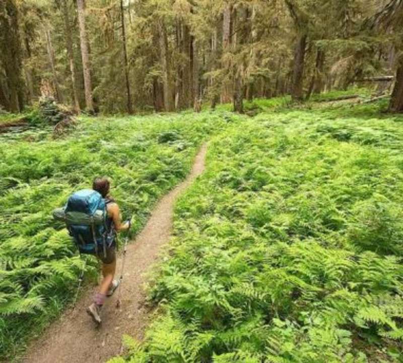 A hiker trekking through a vibrant green forest surrounded by tall trees and lush vegetation.