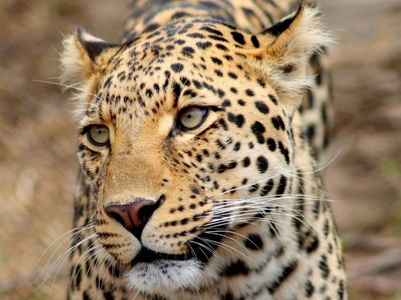 A leopard at Moholoholo