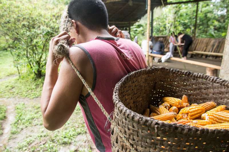 A man carries a basket filled with corn by a cord around his forehead.