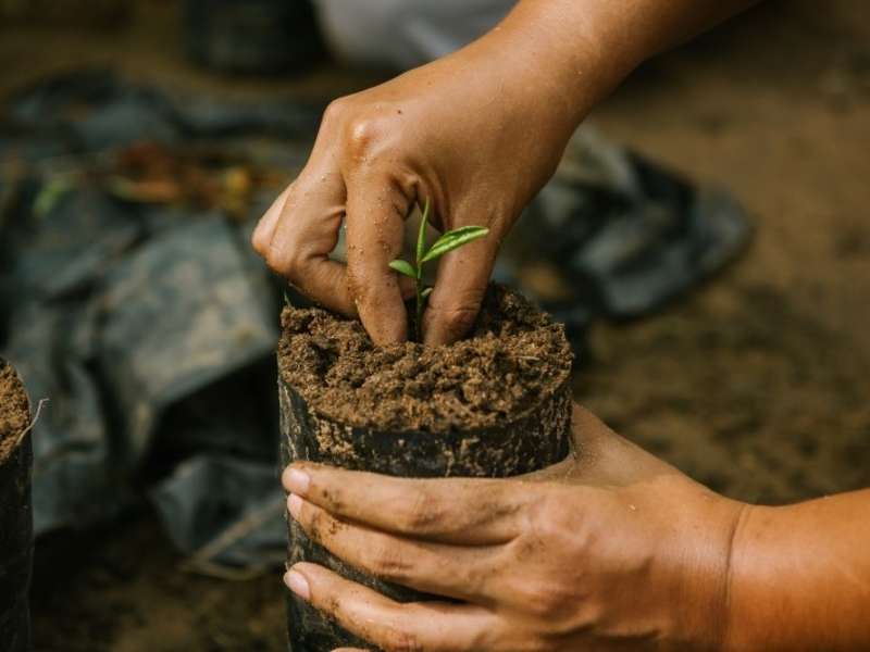 A pair of hands planting a seedling as part of ASA's reforestation project