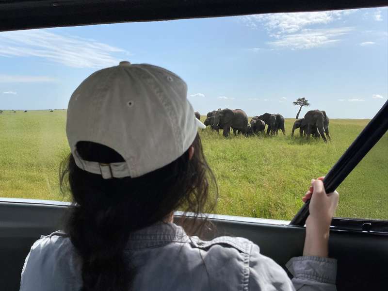 A person in a vehicle watches elephants on a savanna.