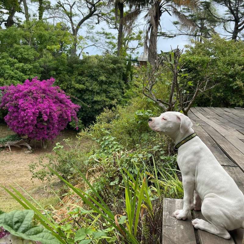 A picture our intern took of a dog resting near some grass