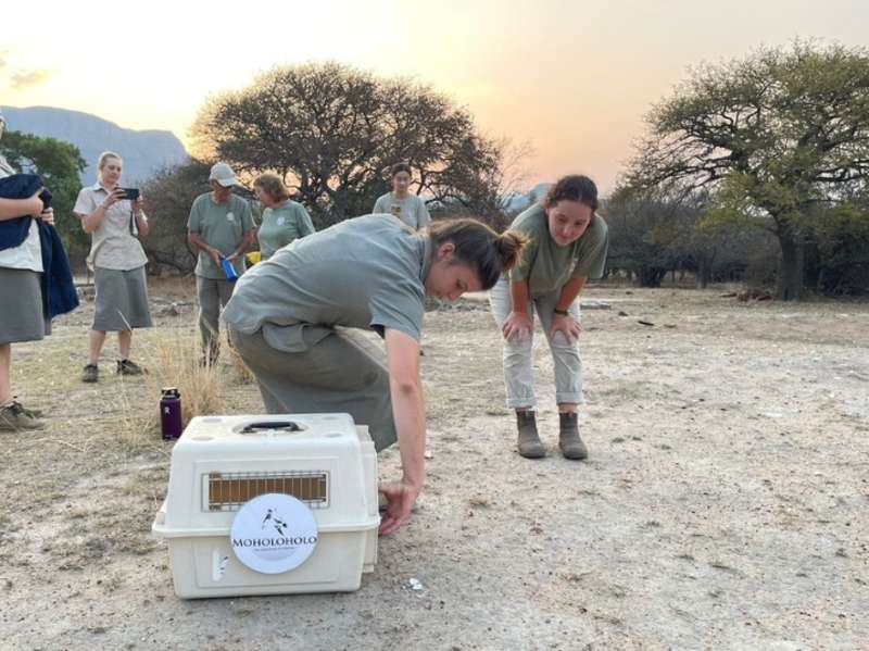 A release at Moholoholo