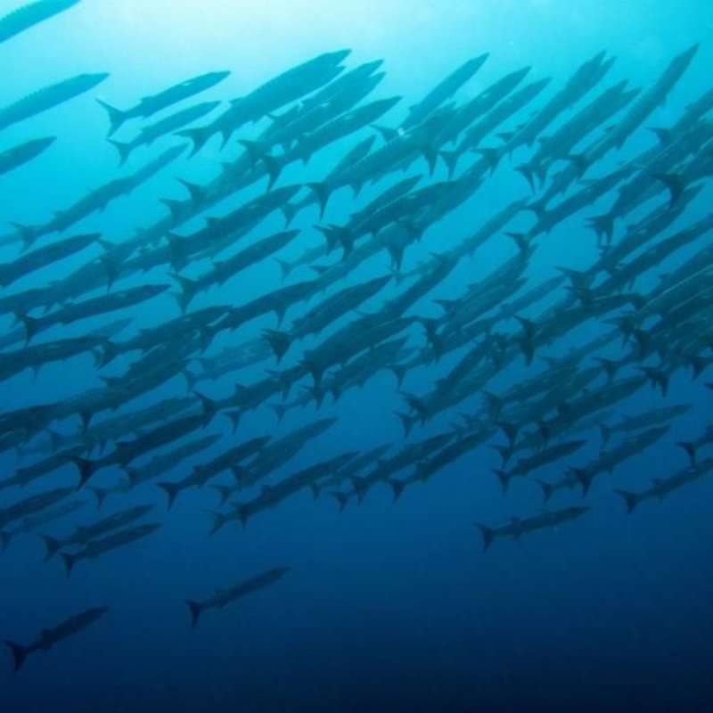 Diving project in Fiji