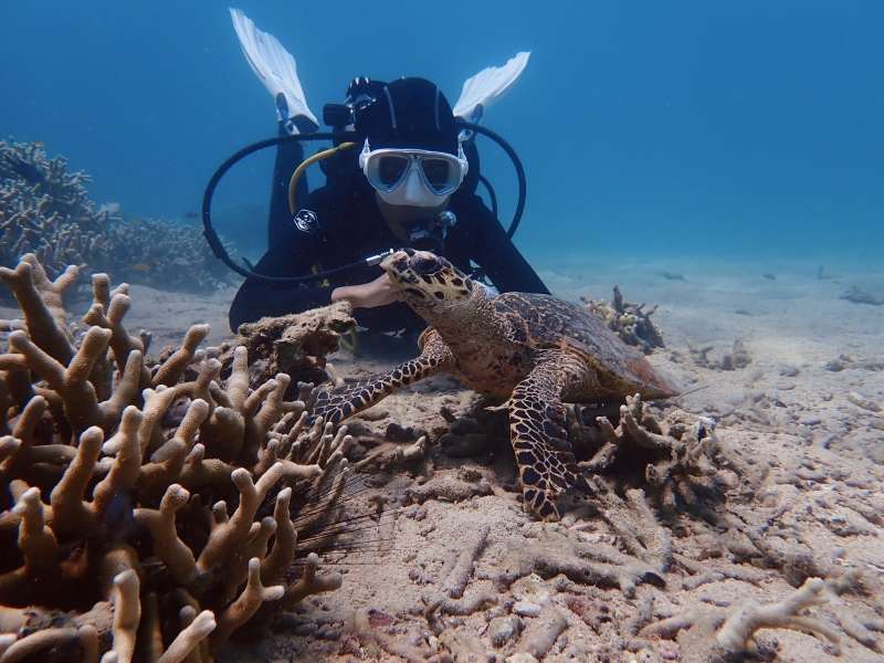 a scuba diver encountering a sea turtle