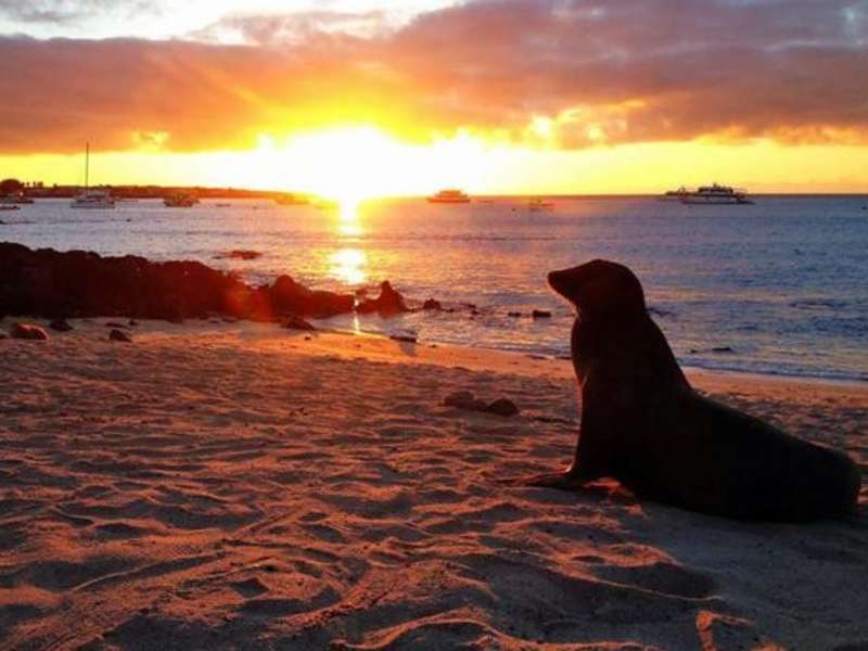 A sea lion on a beach at sunset in the Galapagos Islands.